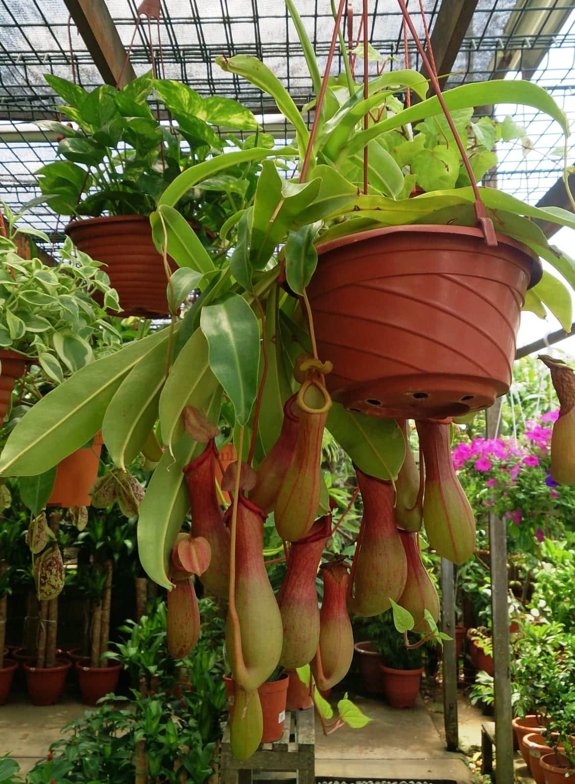Tropical Pitcher Plant