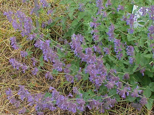 Catmint 'Mussinii'