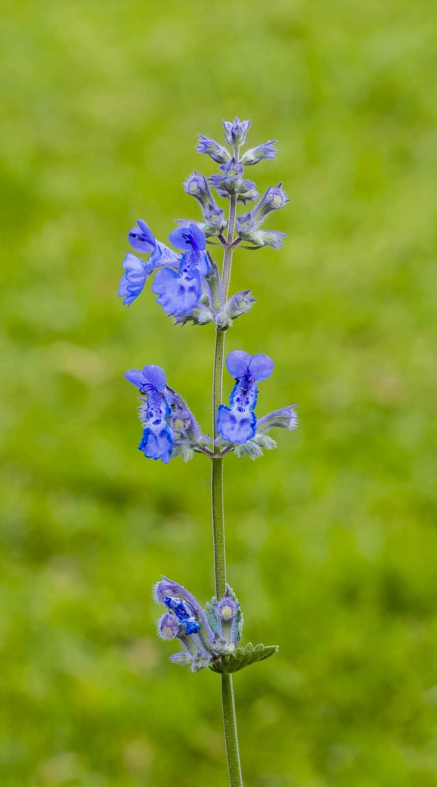 Catmint 'Walker's Low'
