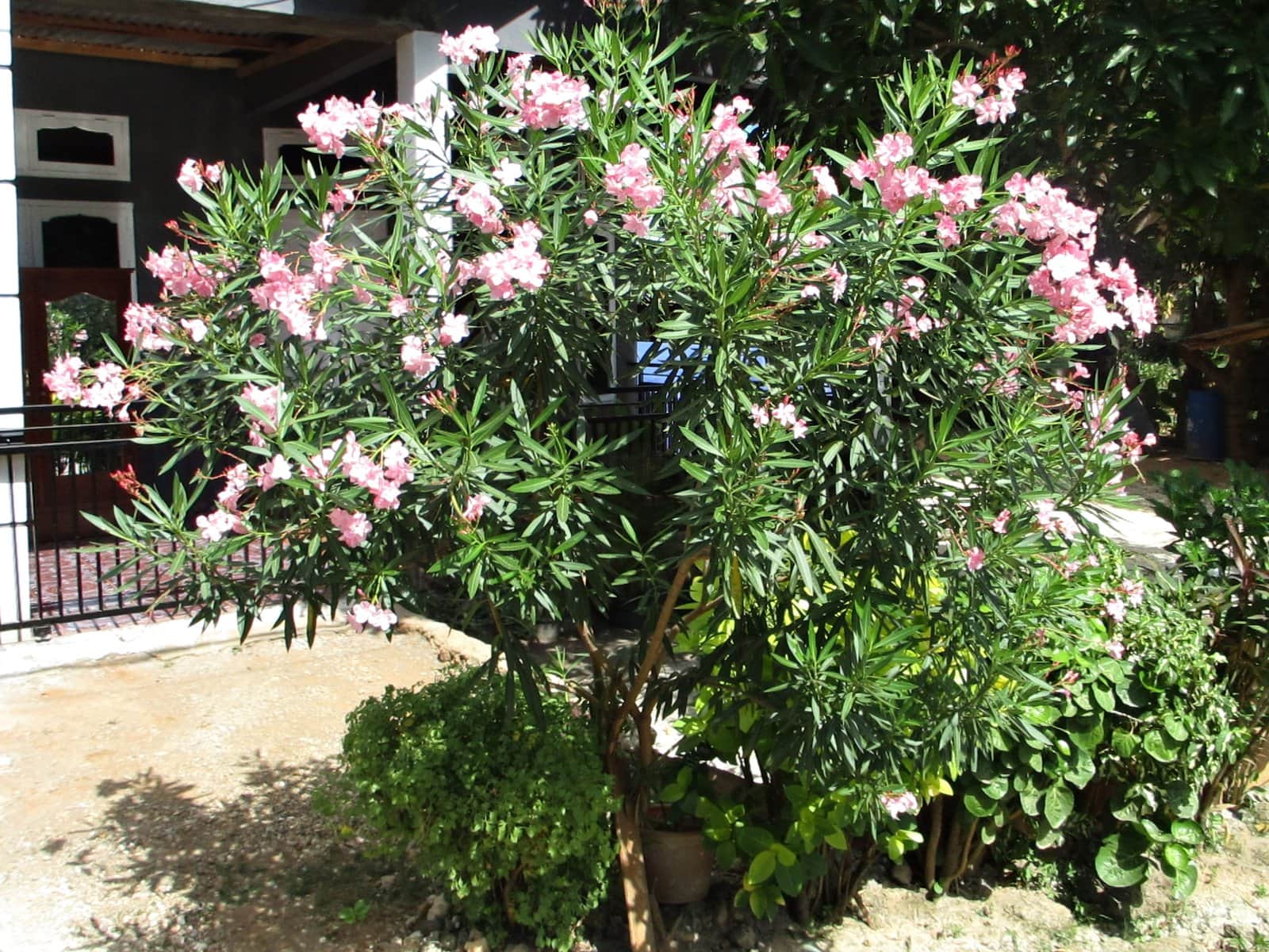 Oleander