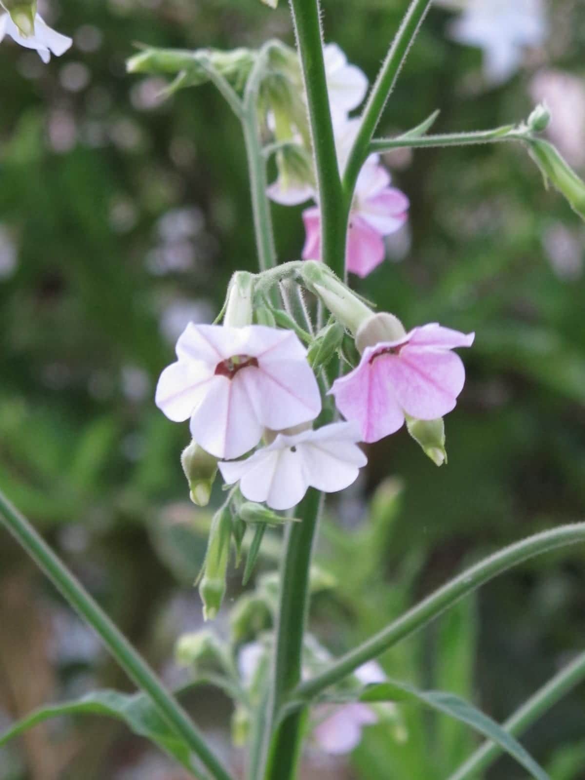 Mutabilis Flowering Tobacco