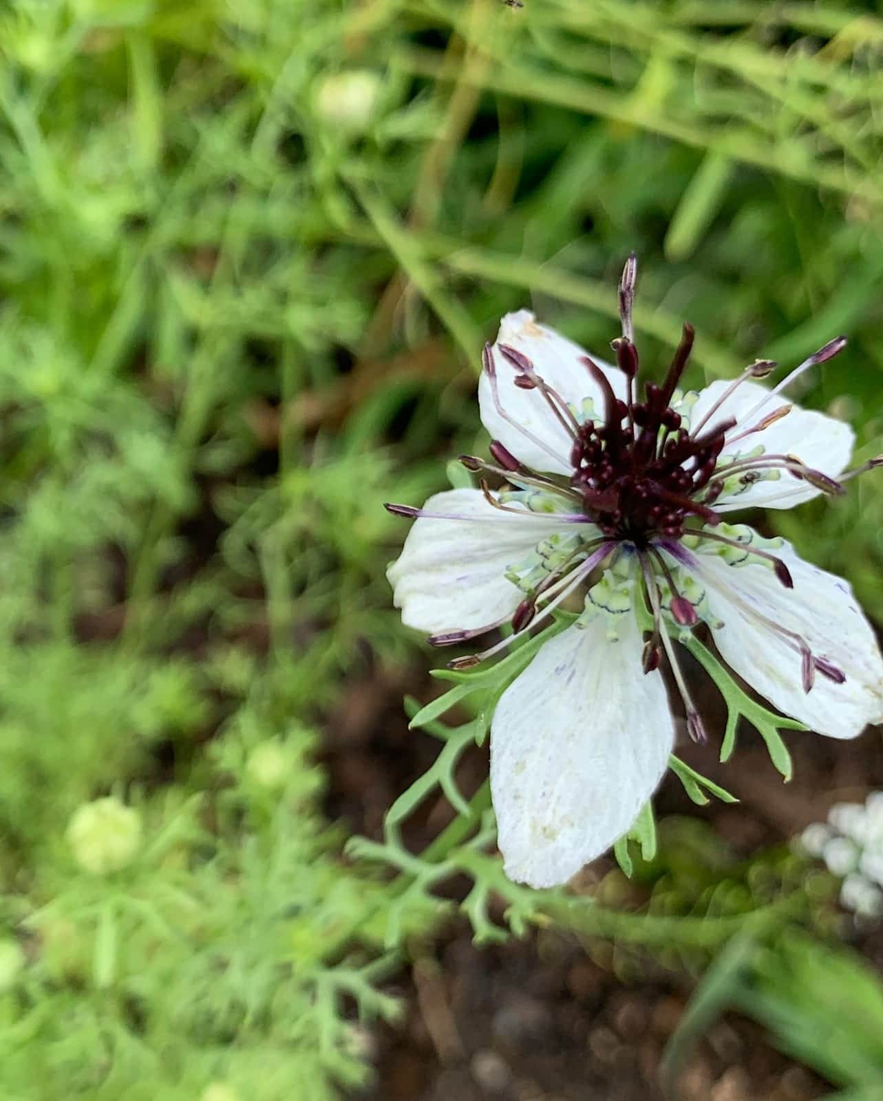 Love-in-a-Mist