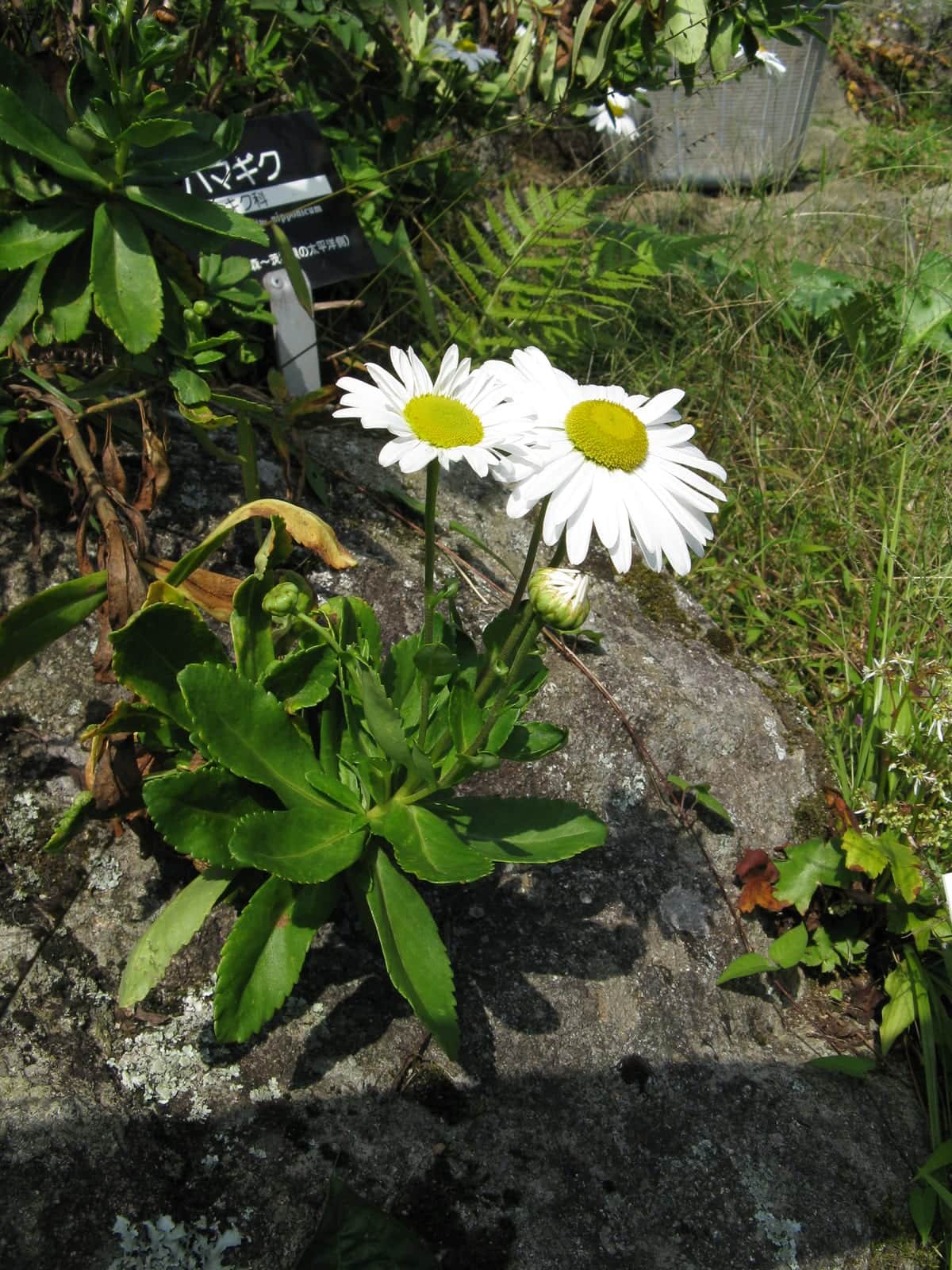 Montauk Daisy