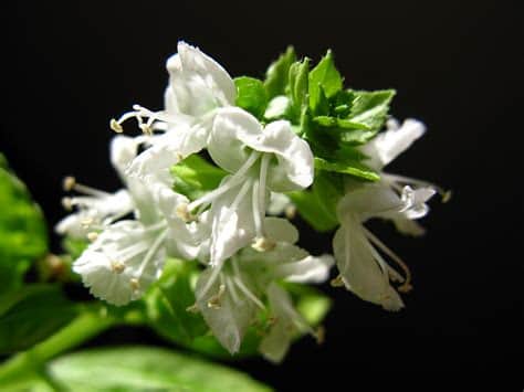 Genovese Basil