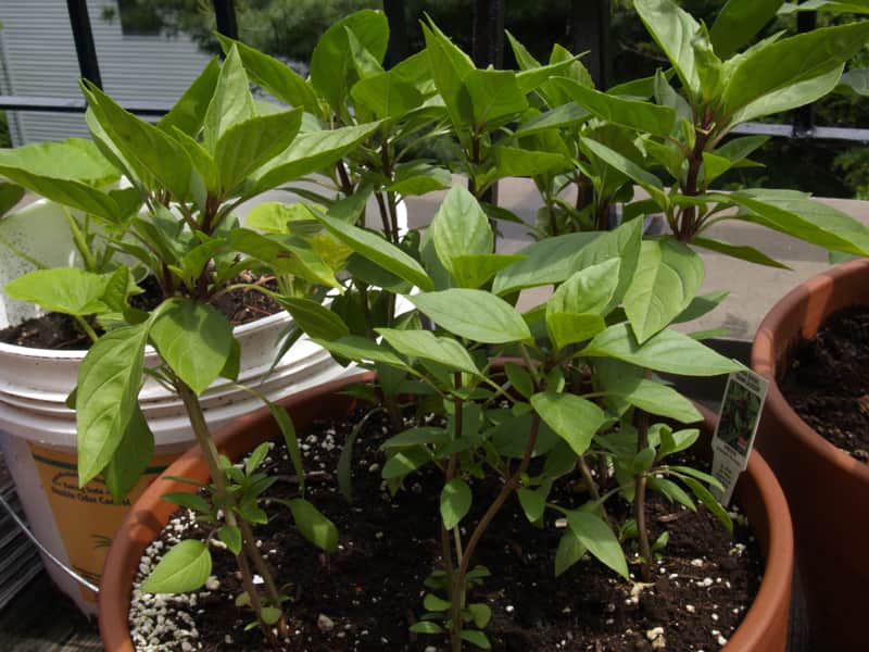Thai Basil