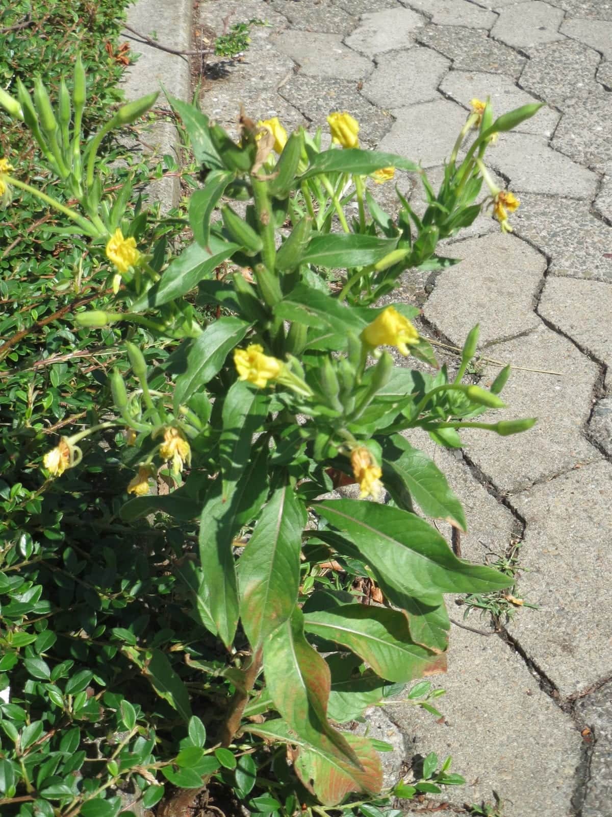 Common Evening Primrose