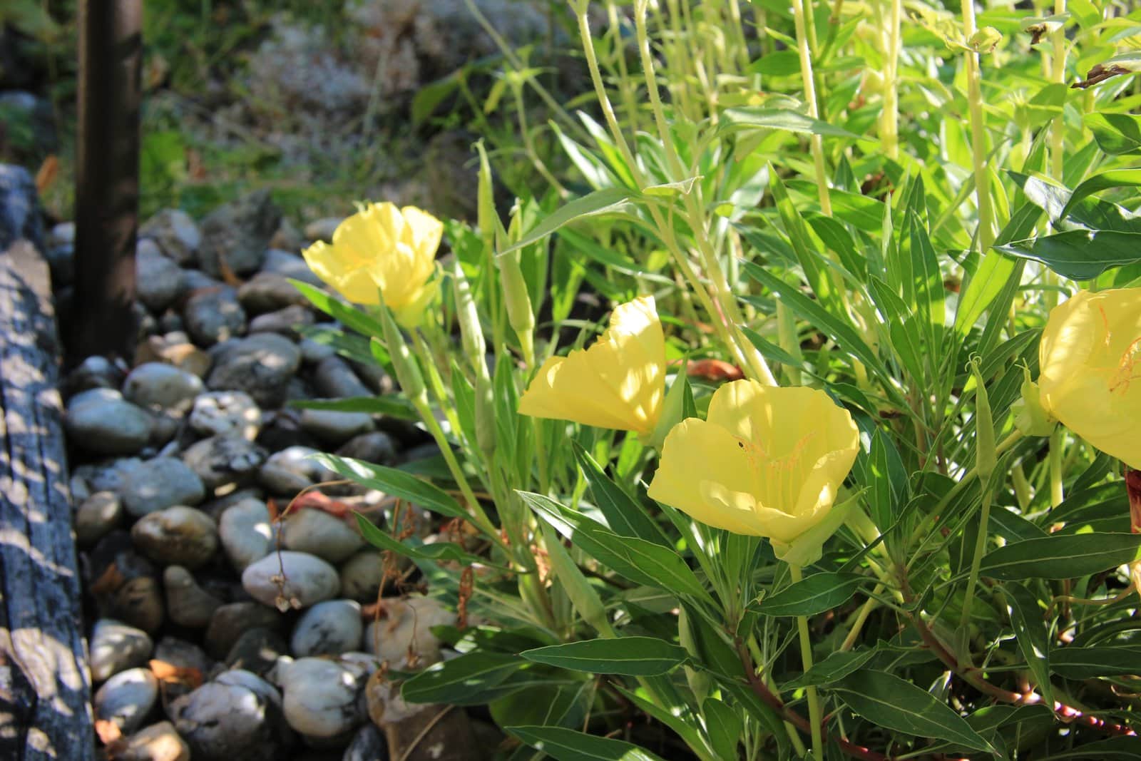 Missouri Evening Primrose