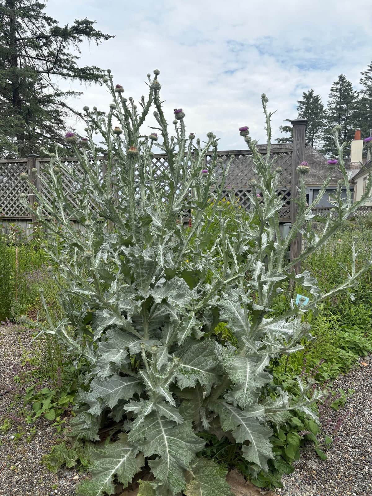 Scotch Thistle