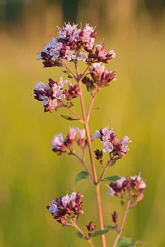 Greek Oregano
