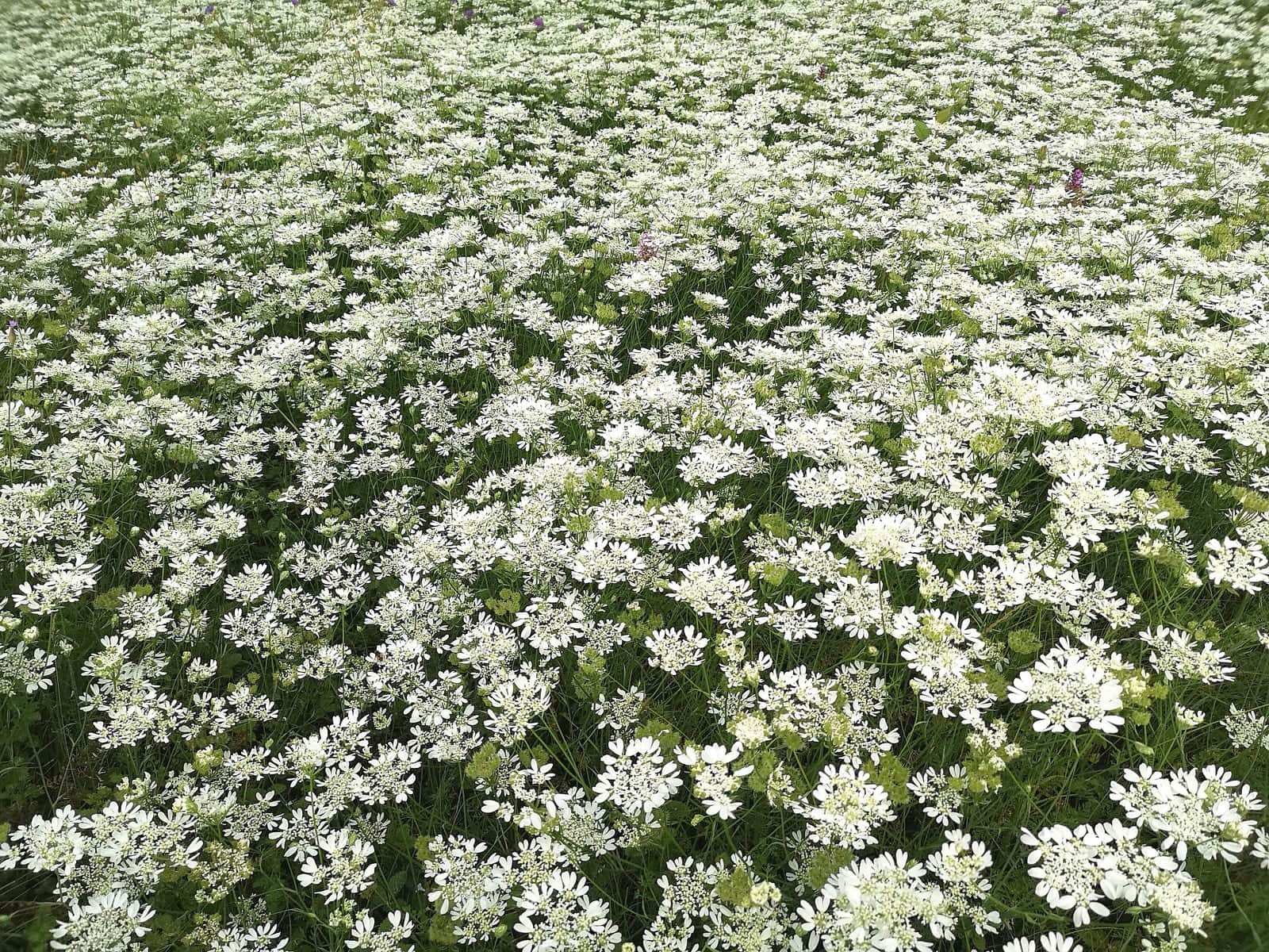 White Lace Flower