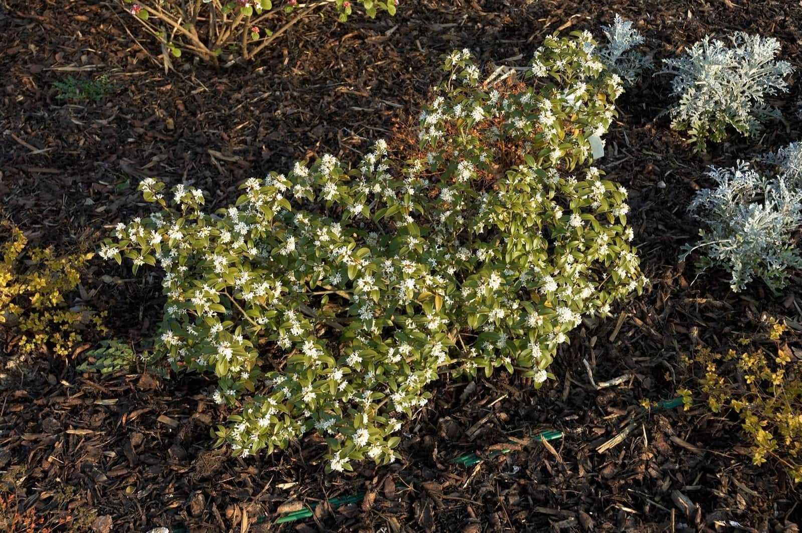 Burkwood Osmanthus
