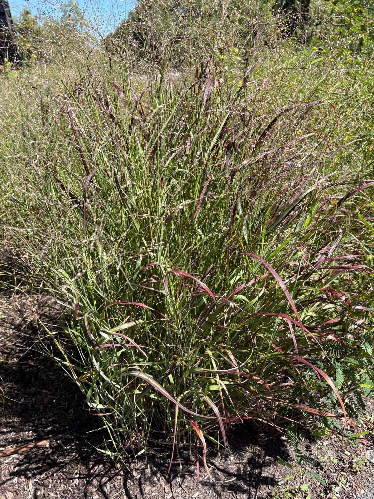 Switchgrass 'Shenandoah'