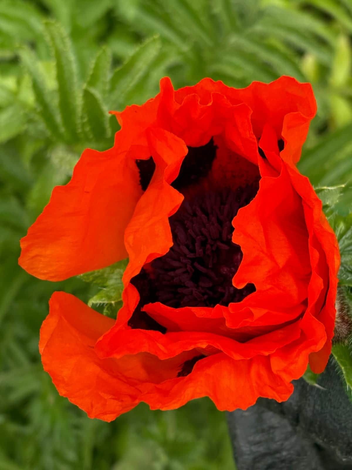 Oriental Poppy
