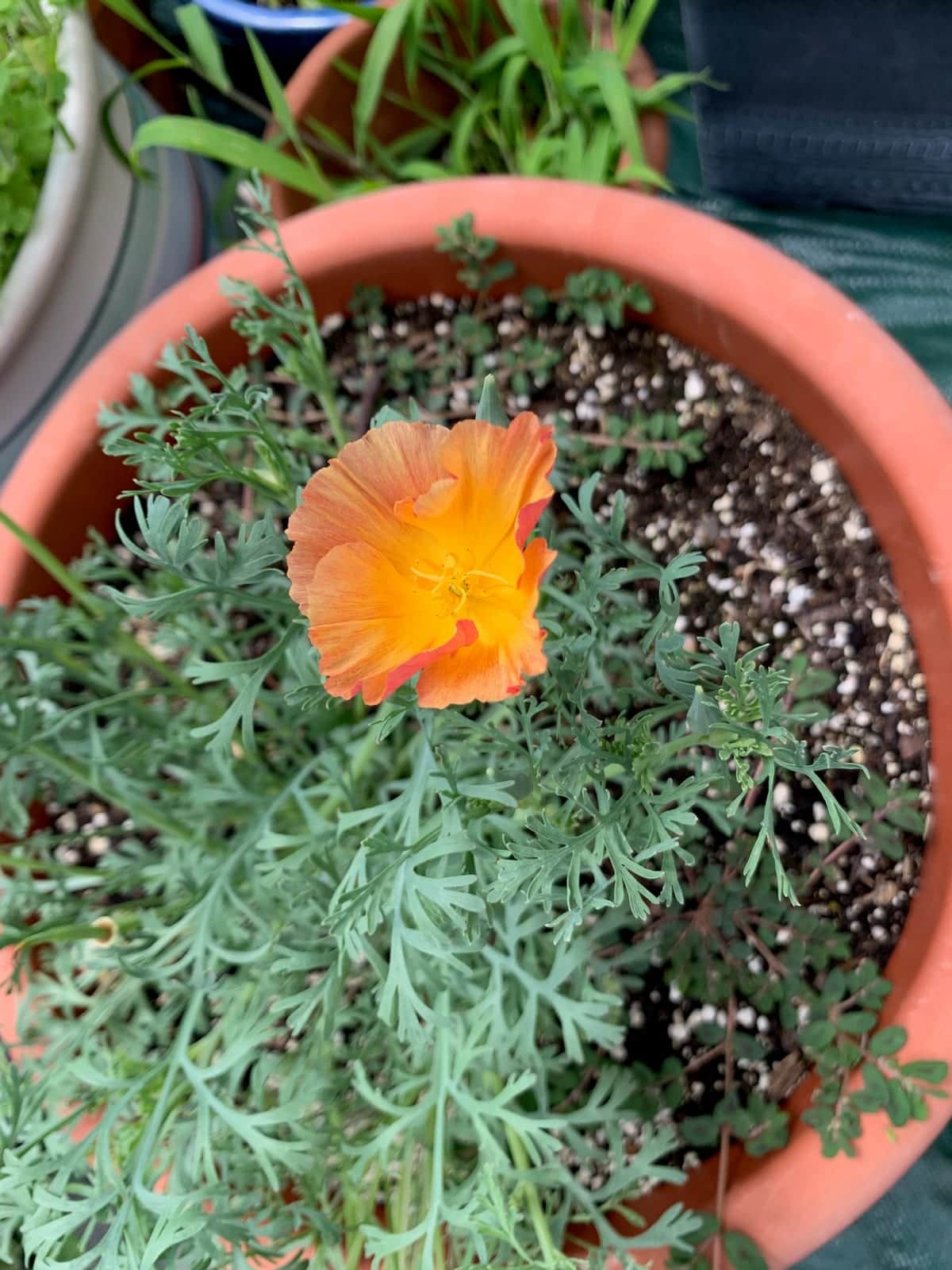 Shirley Poppy Mix