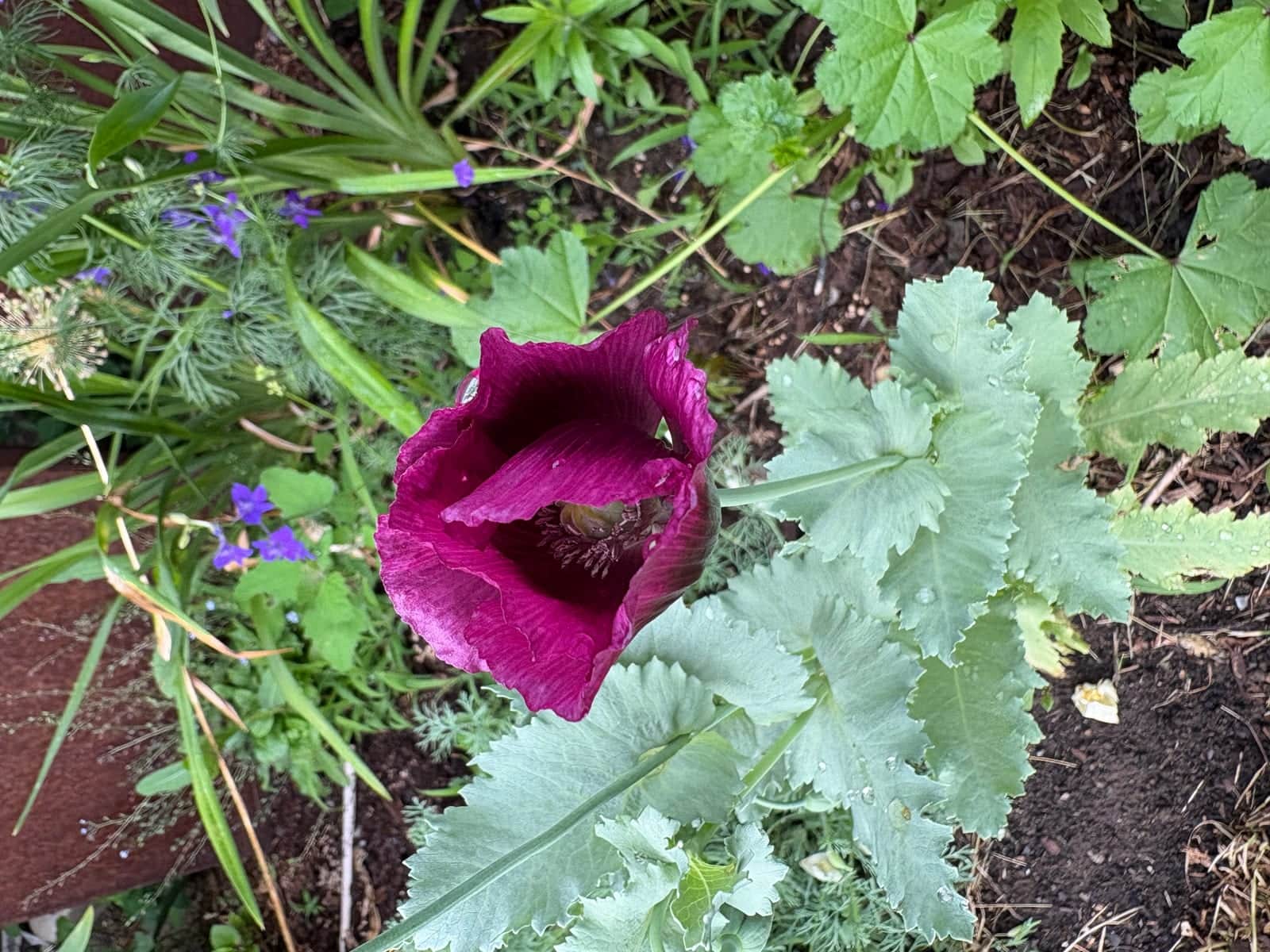 Breadseed Poppy