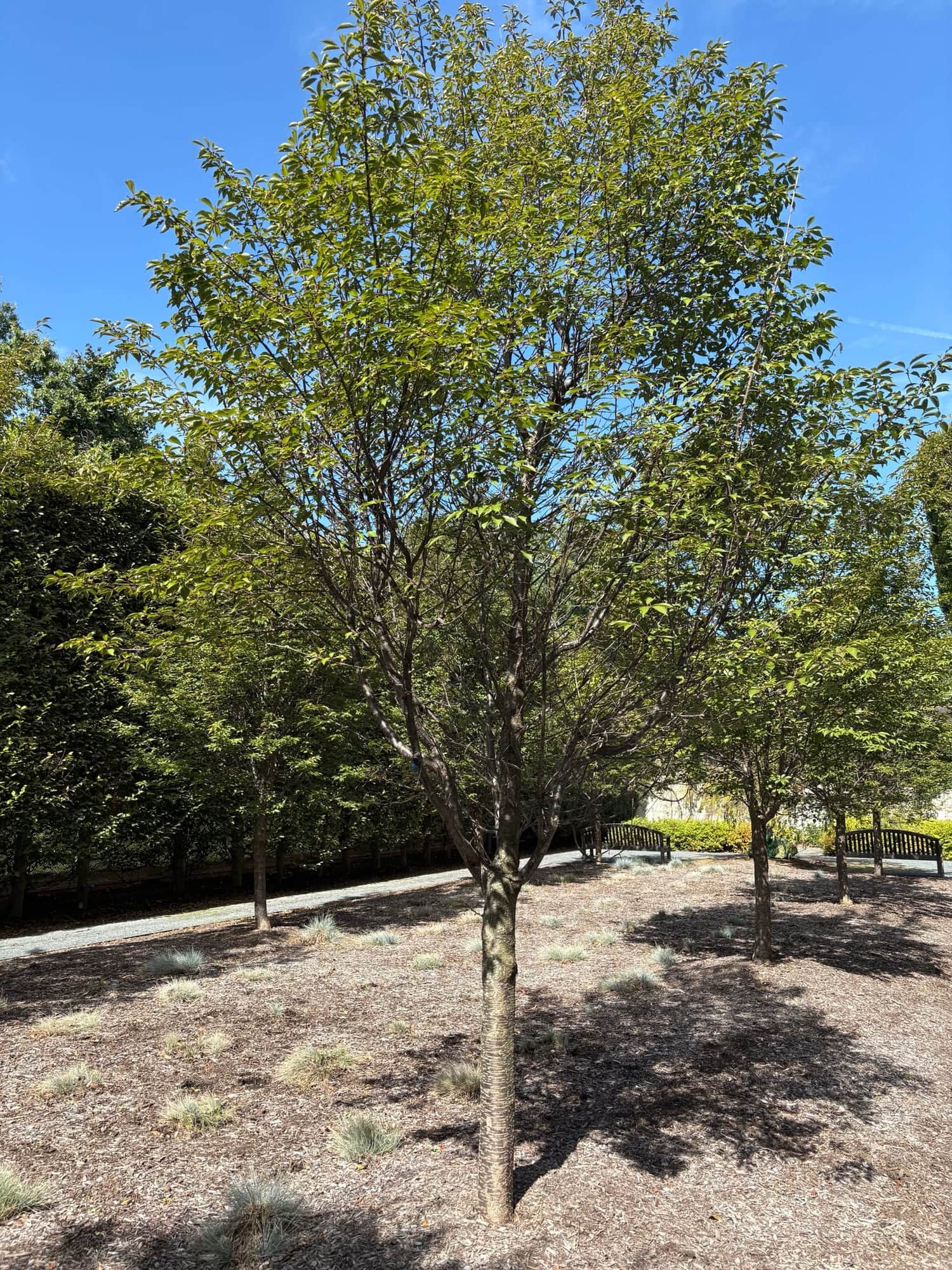 Persian Ironwood