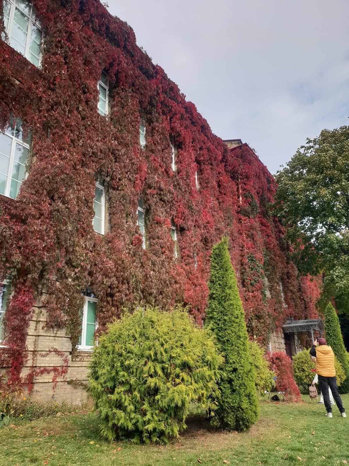 Virginia Creeper