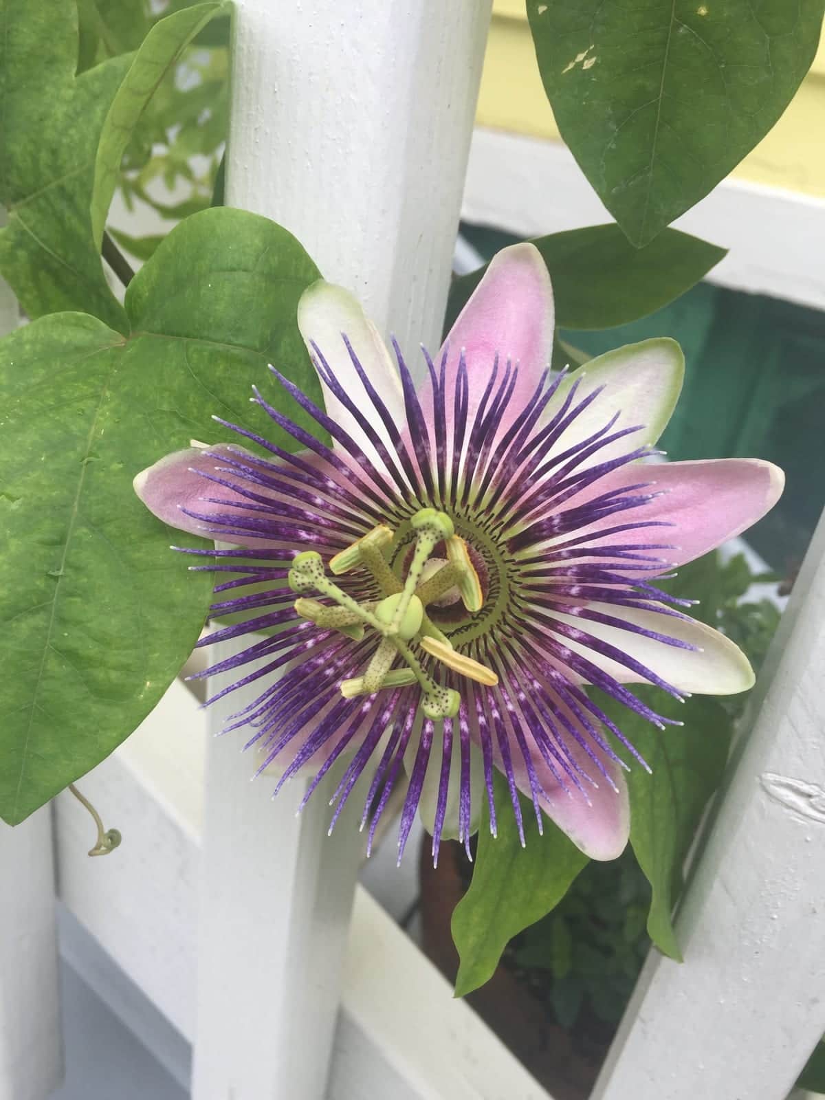 Passionflower
