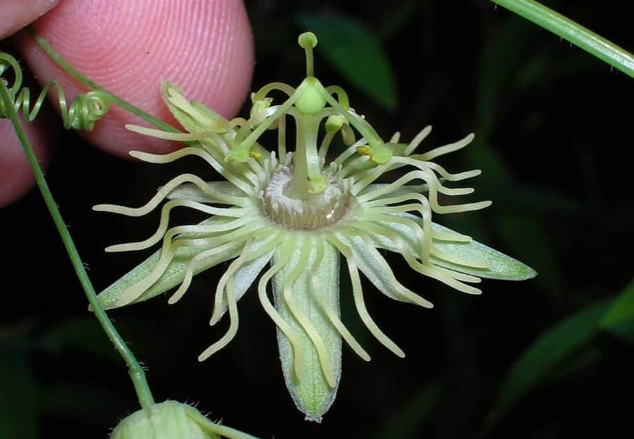 Yellow Passionflower