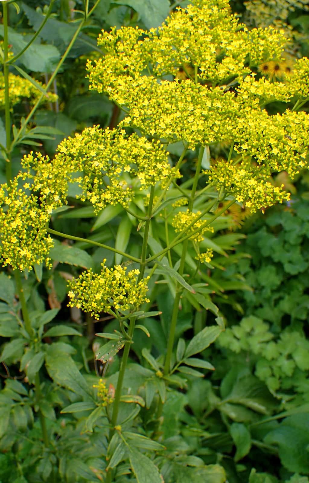 Golden Lace
