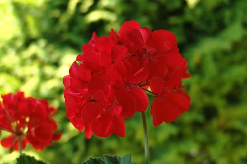 Annual Geranium