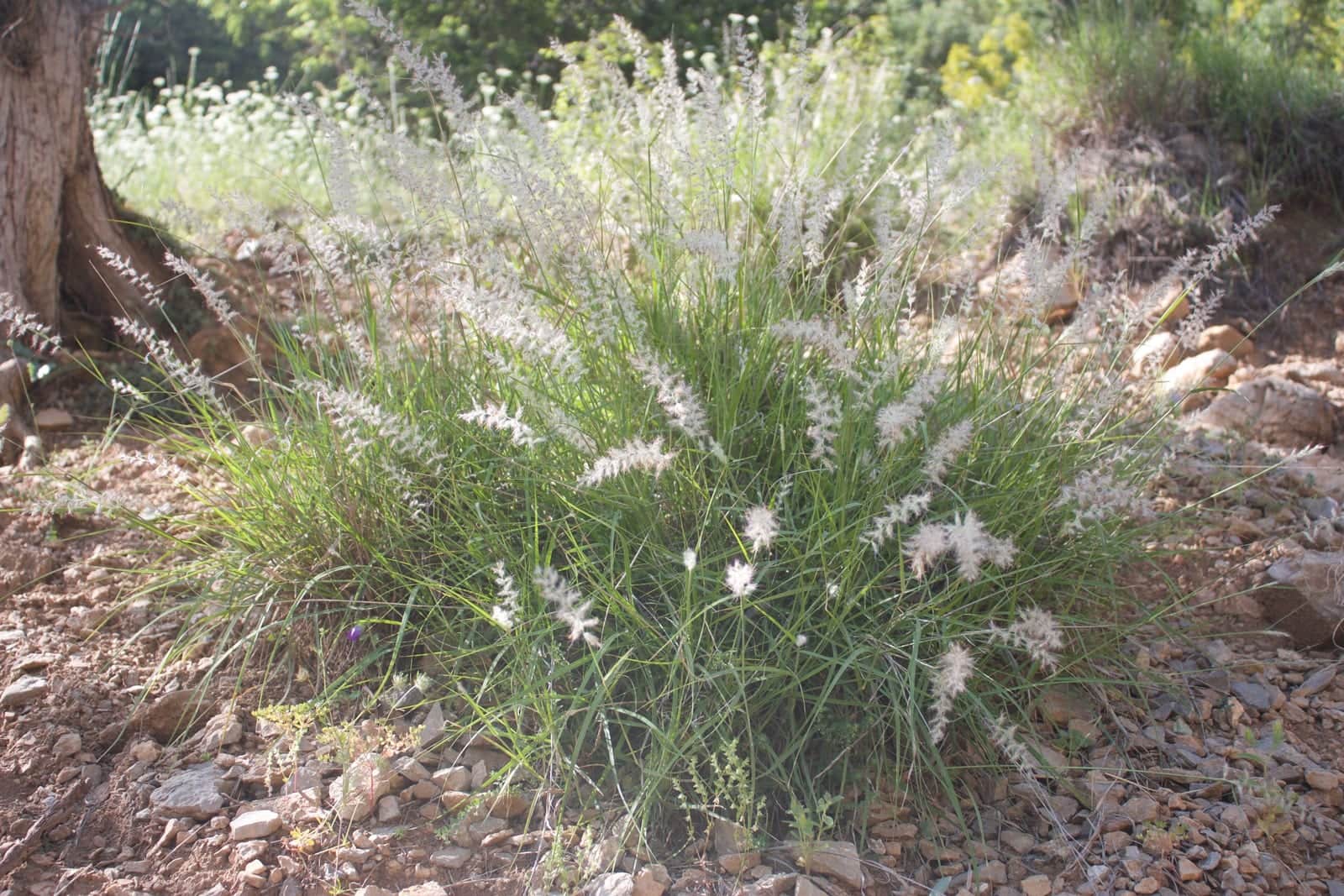 Fairy Tails Fountain Grass