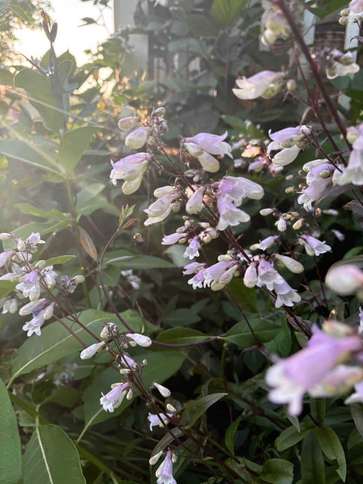 Smooth Beardtongue