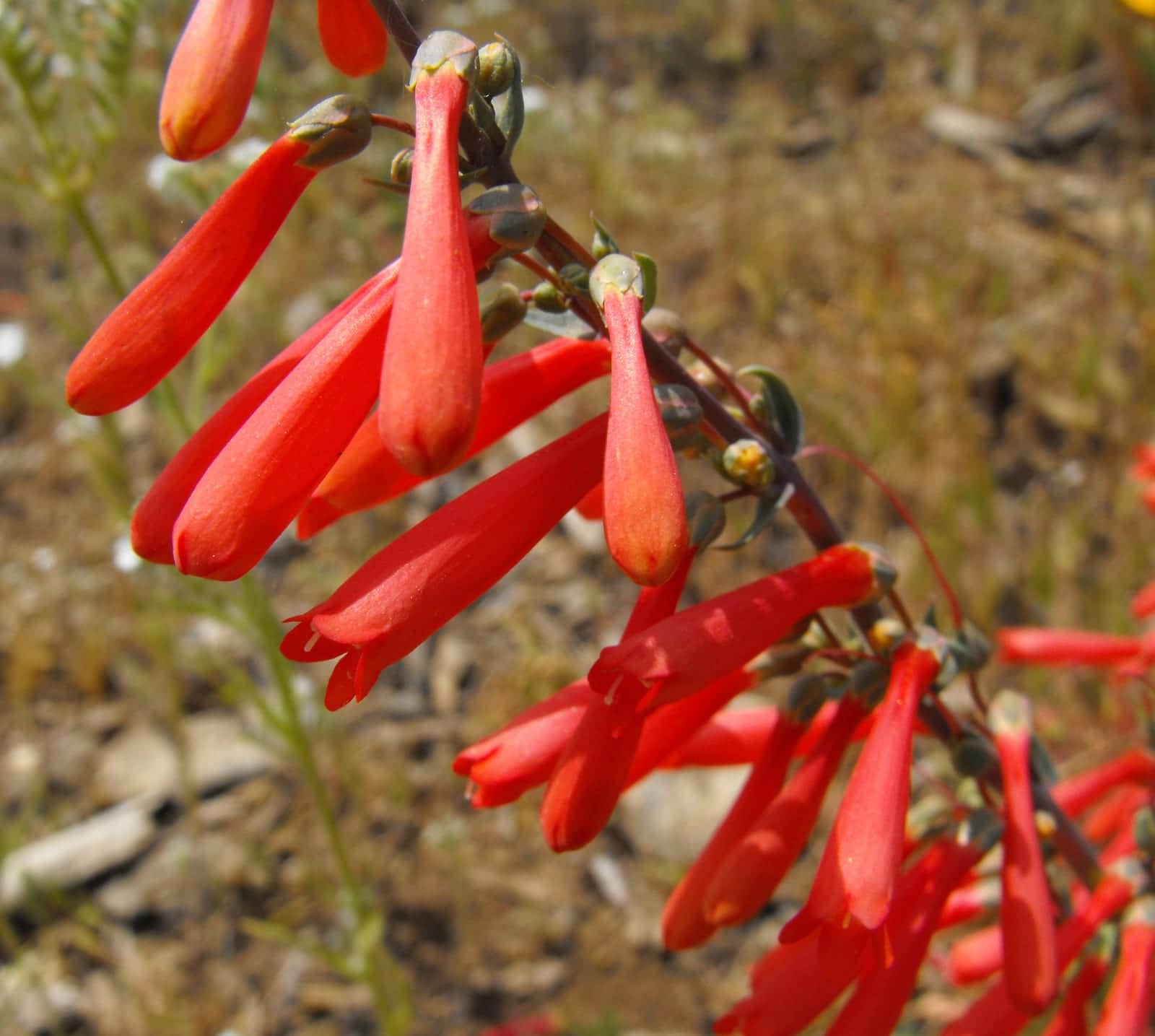Scarlet Bugler