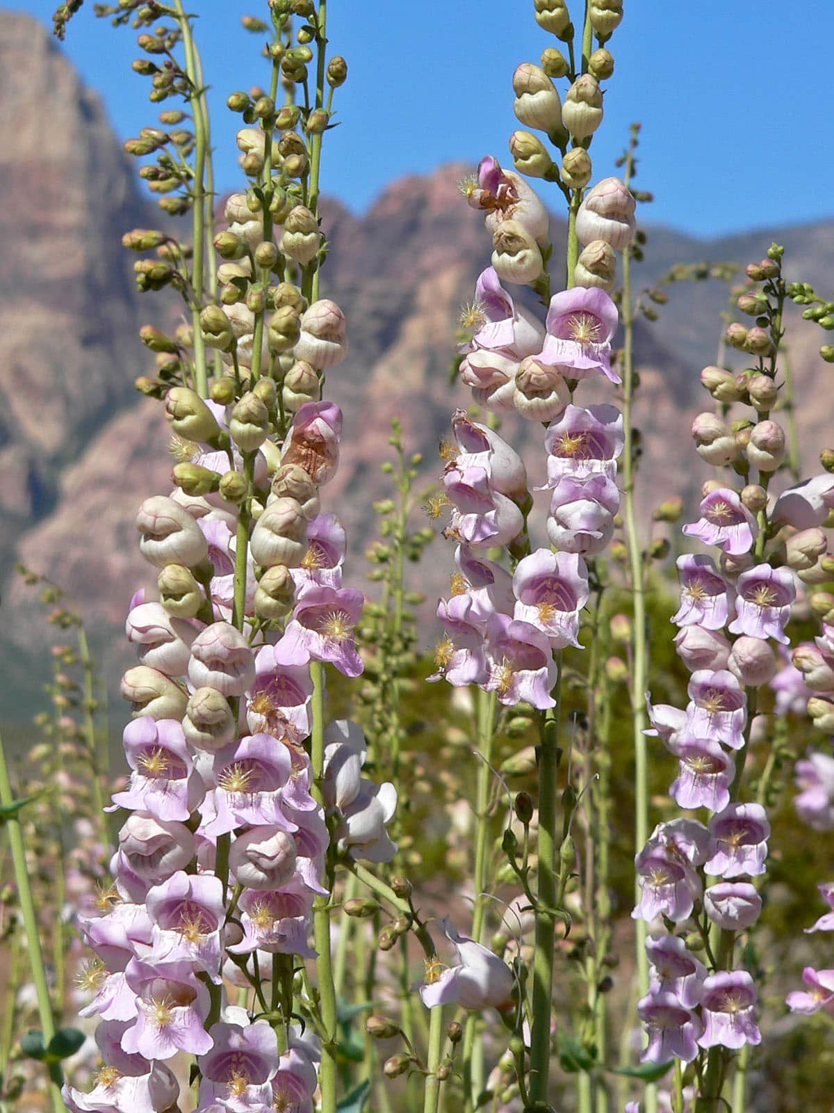 Palmer's Penstemon