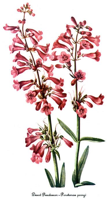 Parry's Penstemon