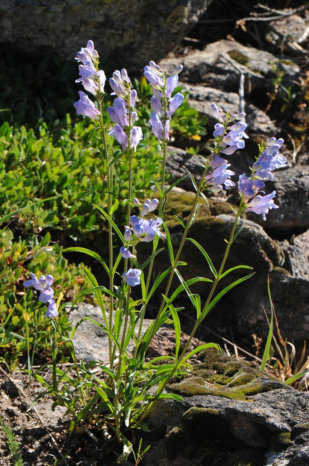 Rocky Mountain Penstemon