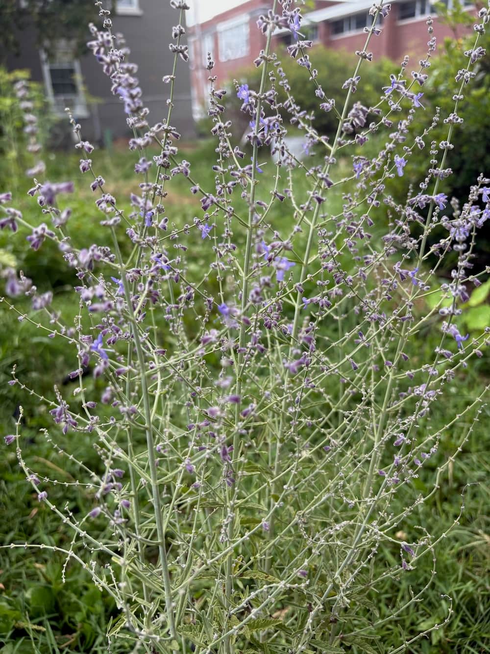 Russian Sage
