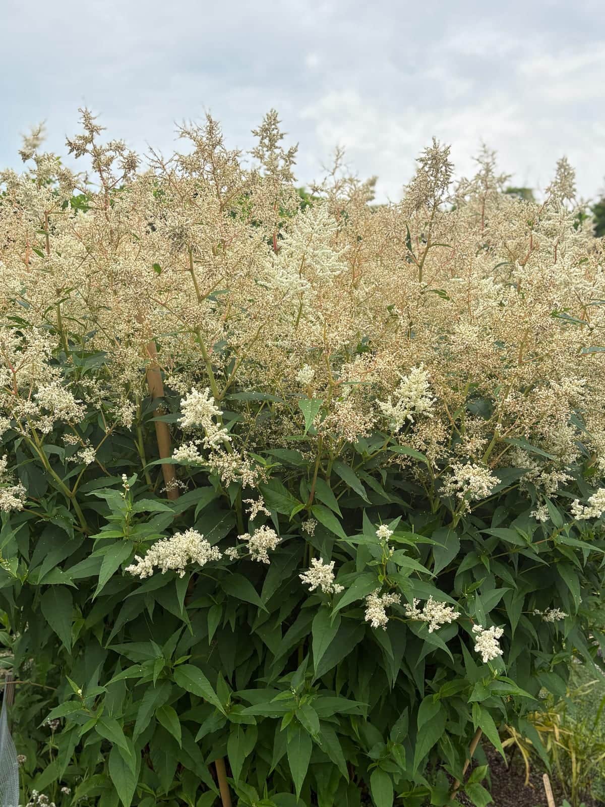 Giant Fleeceflower