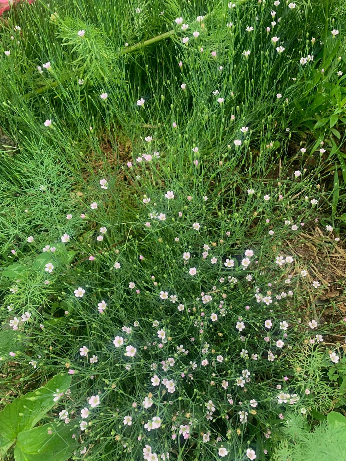 Tunic Flower