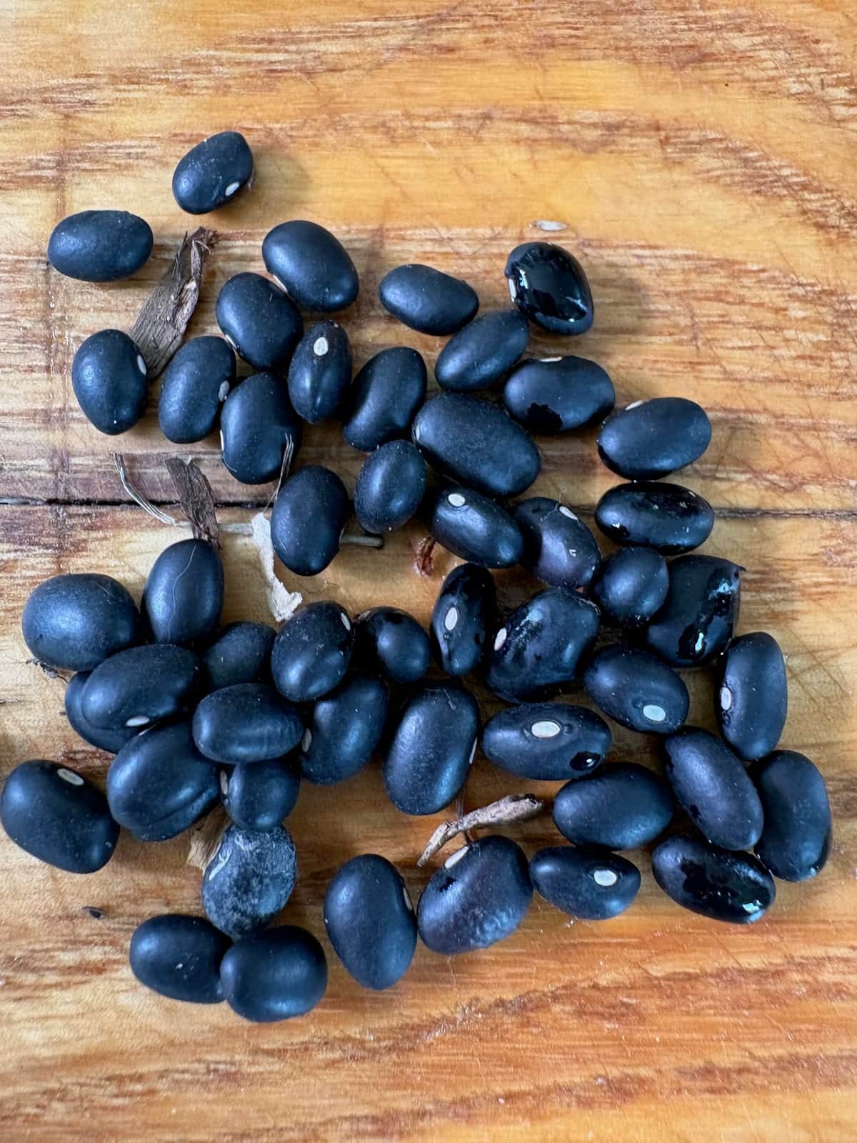 Black Turtle Bean