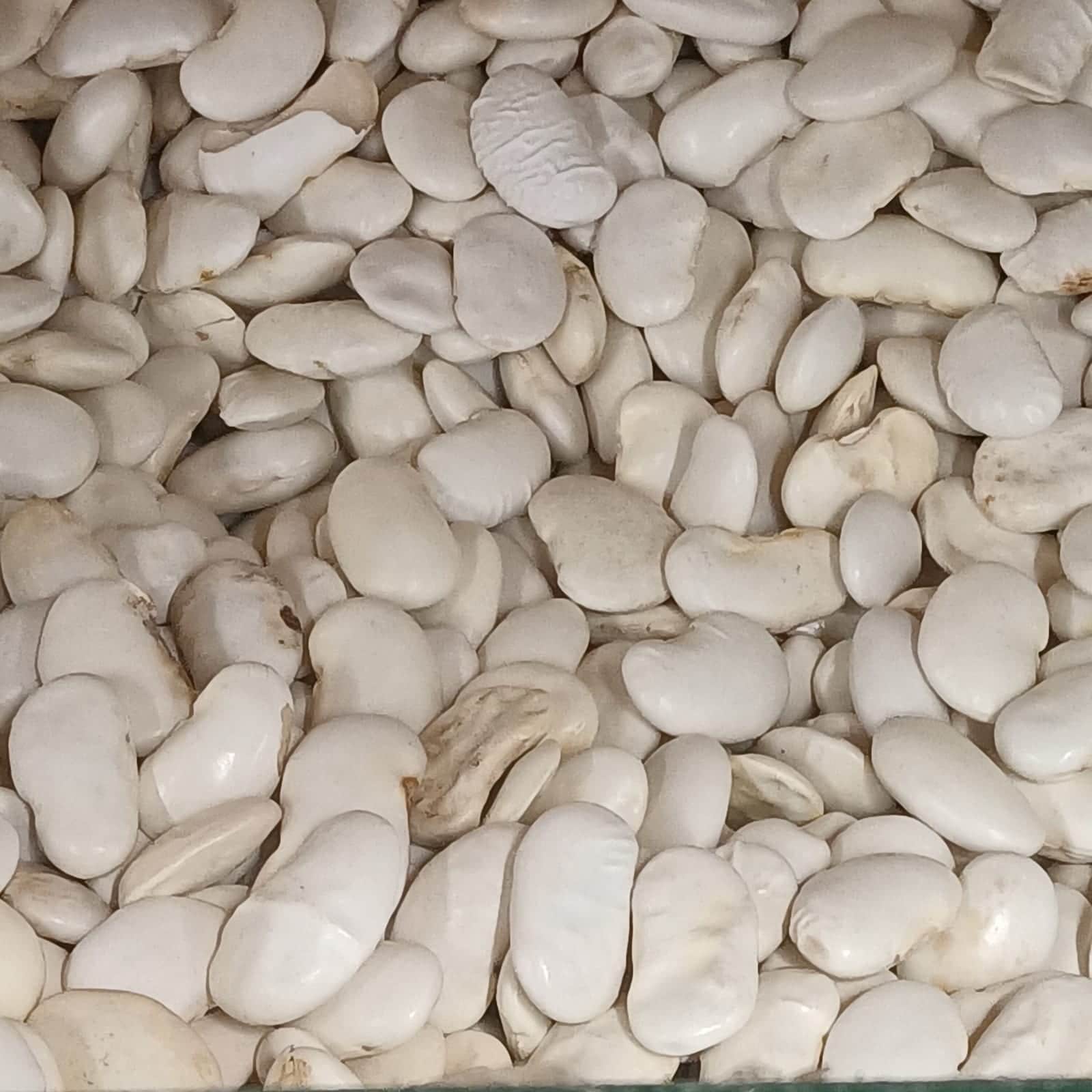 Cannellini Bean