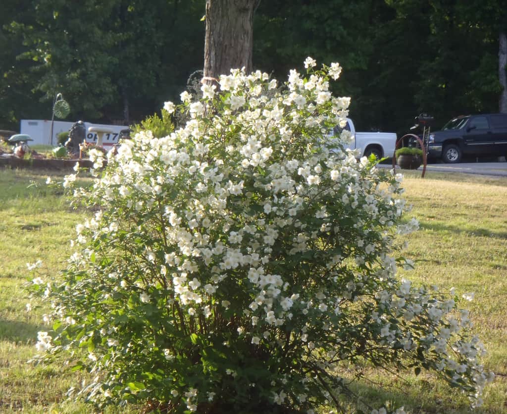 Sweet Mock Orange