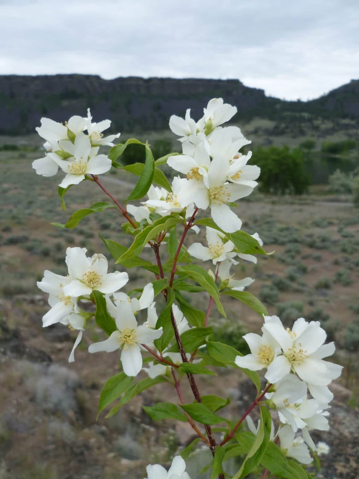 Mock Orange