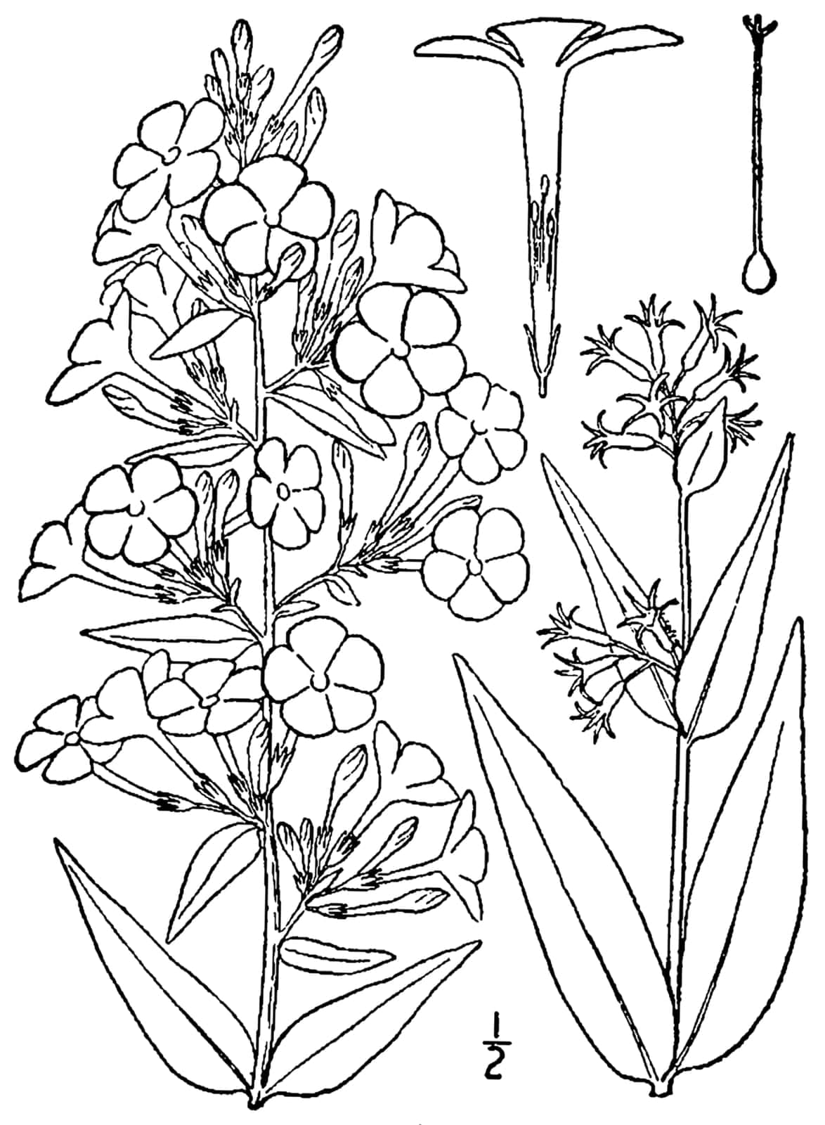 Meadow Phlox