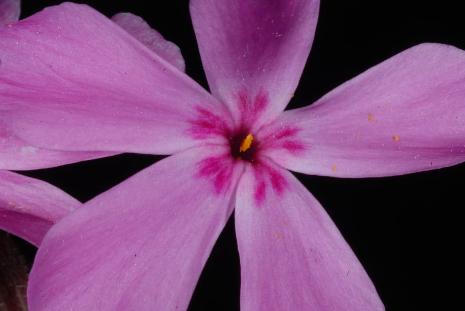 Trailing Phlox