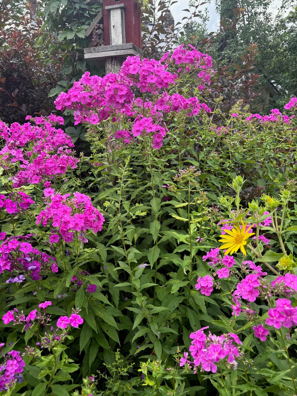 Garden Phlox