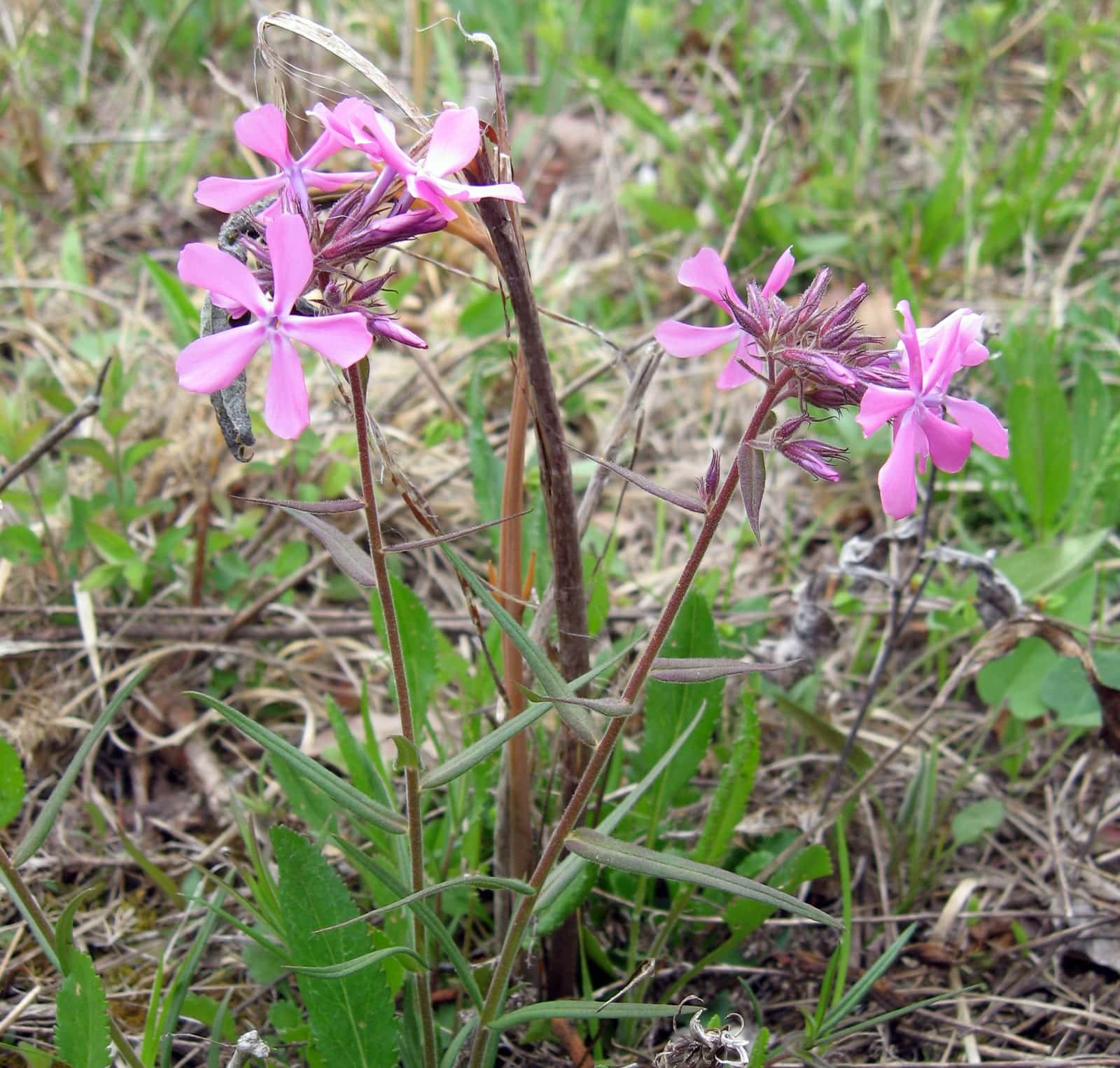 Prairie Phlox