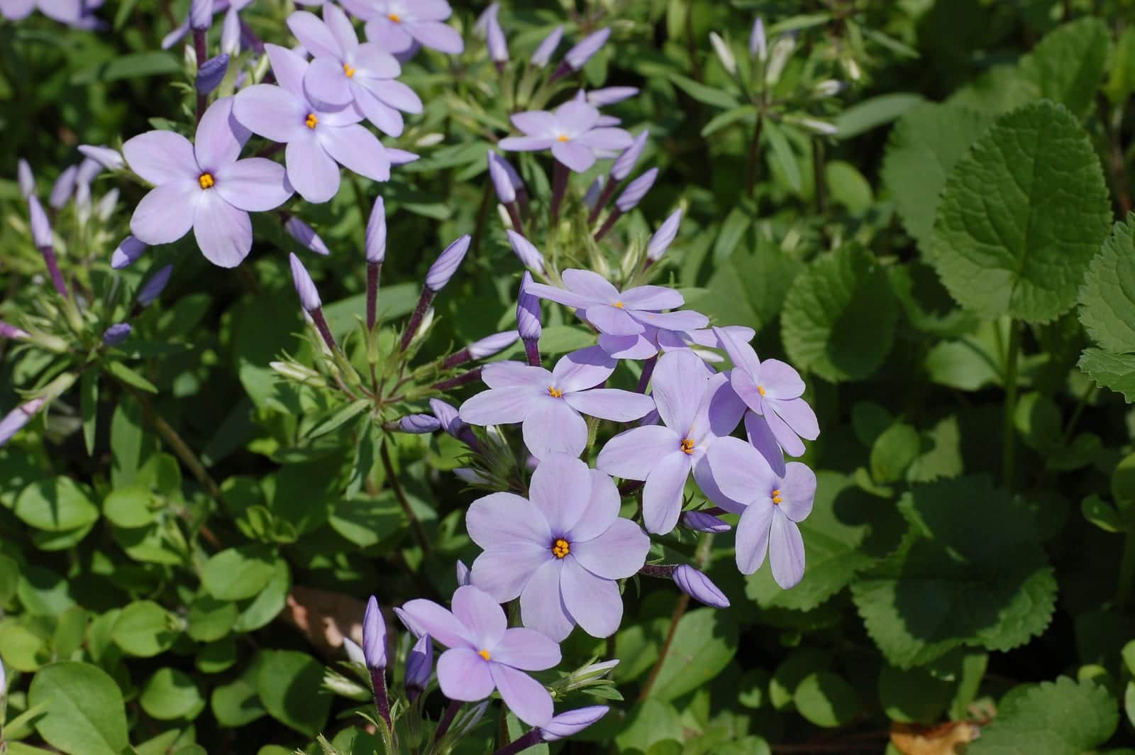 Creeping Phlox