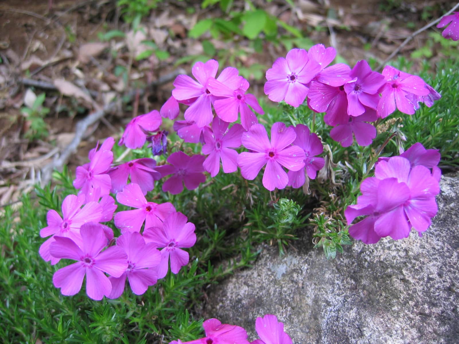 Ground Phlox