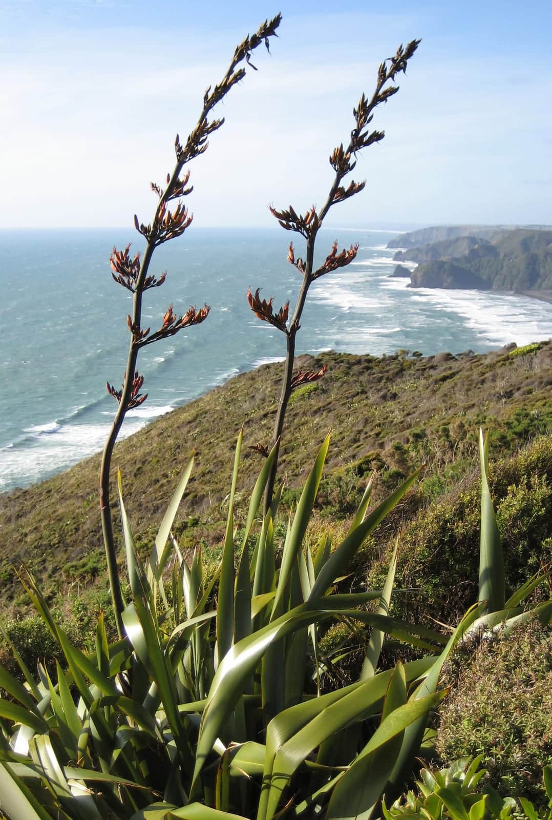 Dwarf New Zealand Flax