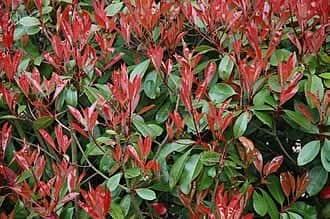 Red Tip Photinia