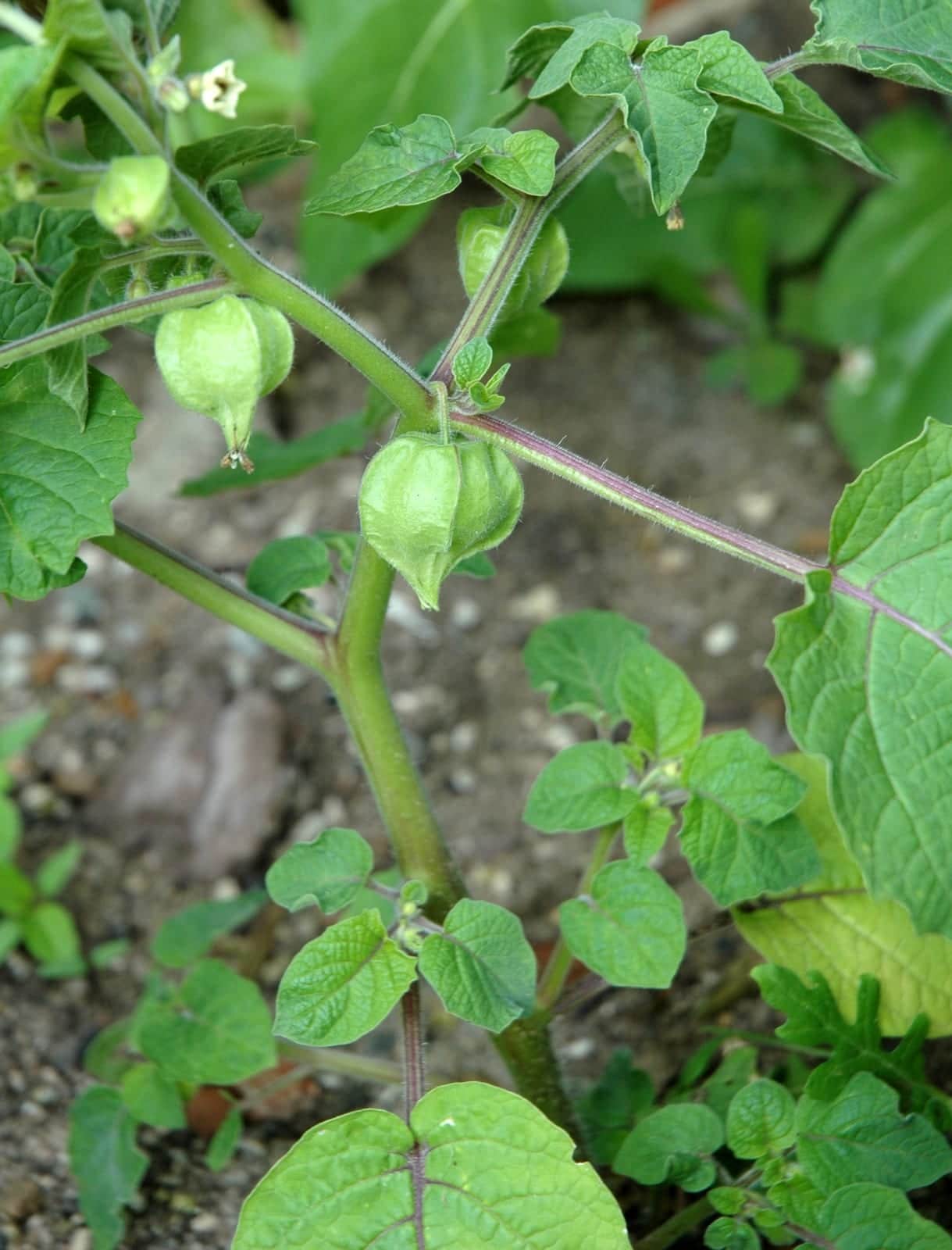 Ground Cherry