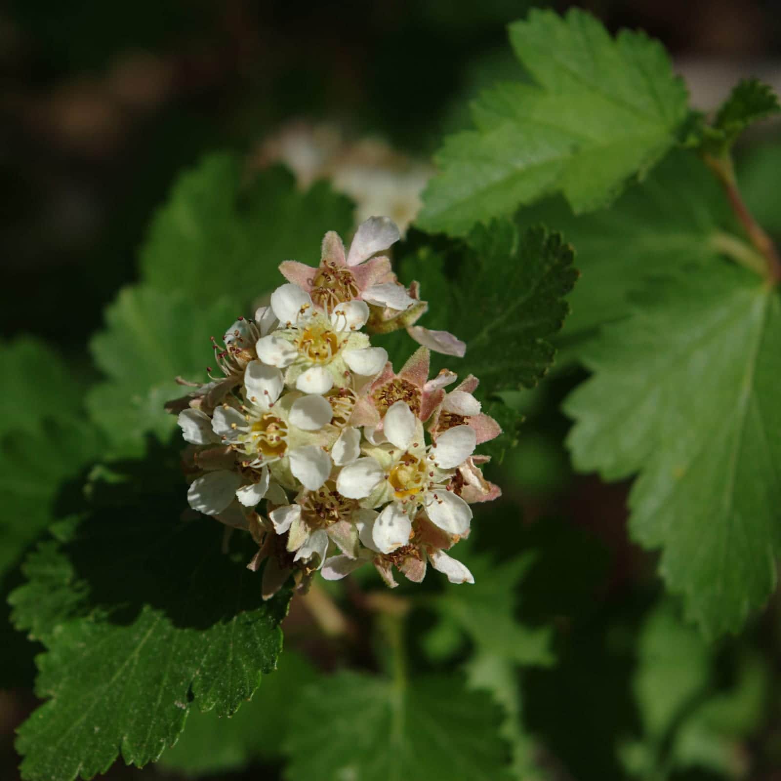 Mountain Ninebark