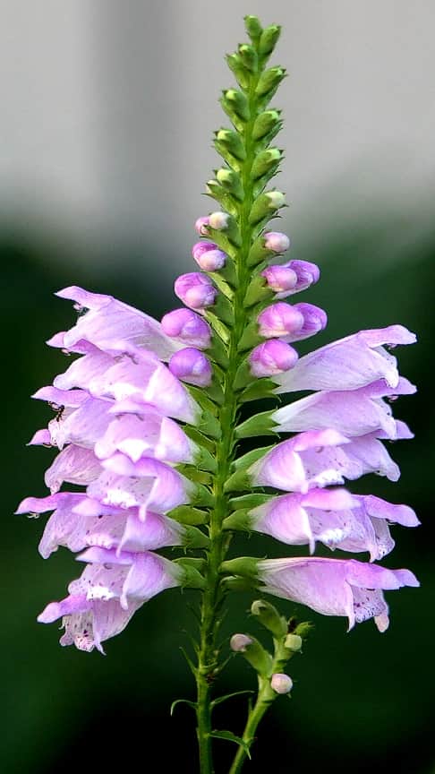 Obedient Plant