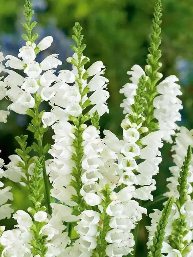 Obedient Plant 'Crystal Peak White'